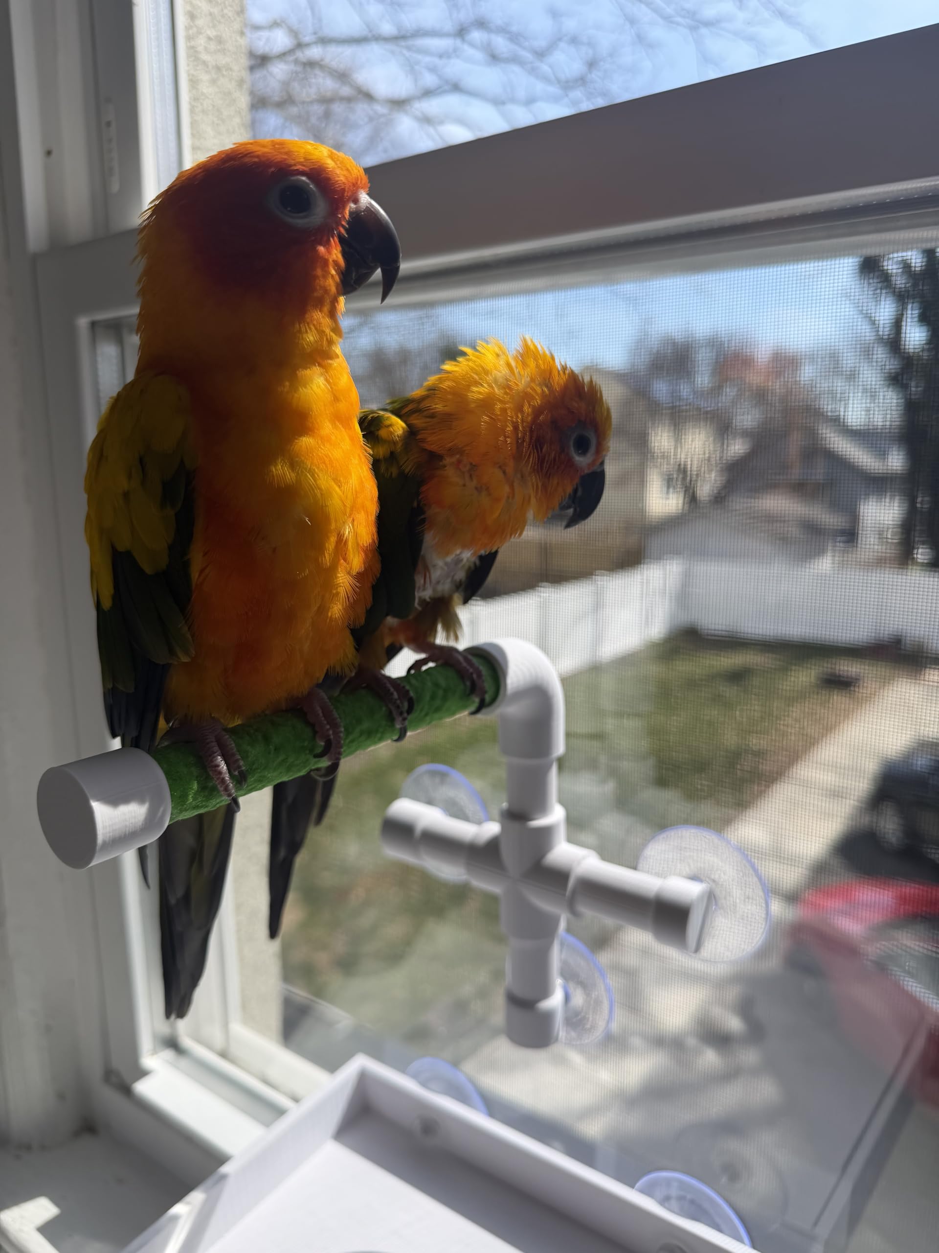CleanPerch™ Window Bird Perch with Suction Cups. Grooming & Outside Viewing Perch for Parrots, Conures & Small Birds. Window-Mounted Bird Stand (Blue, 6")