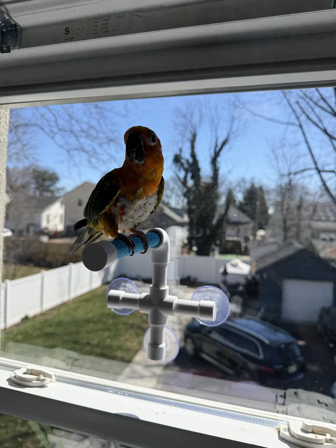 CleanPerch™ Window Bird Perch with Suction Cups. Grooming & Outside Viewing Perch for Parrots, Conures & Small Birds. Window-Mounted Bird Stand (Blue, 6")