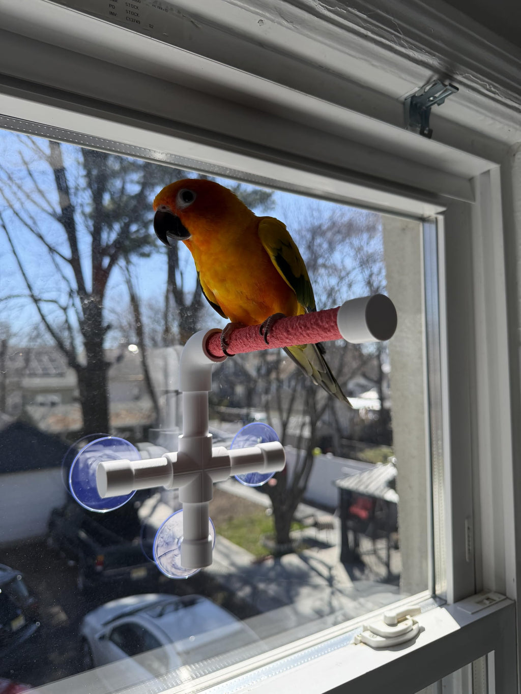 CleanPerch™ Window Bird Perch with Suction Cups. Grooming & Outside Viewing Perch for Parrots, Conures & Small Birds. Window-Mounted Bird Stand (Blue, 6")