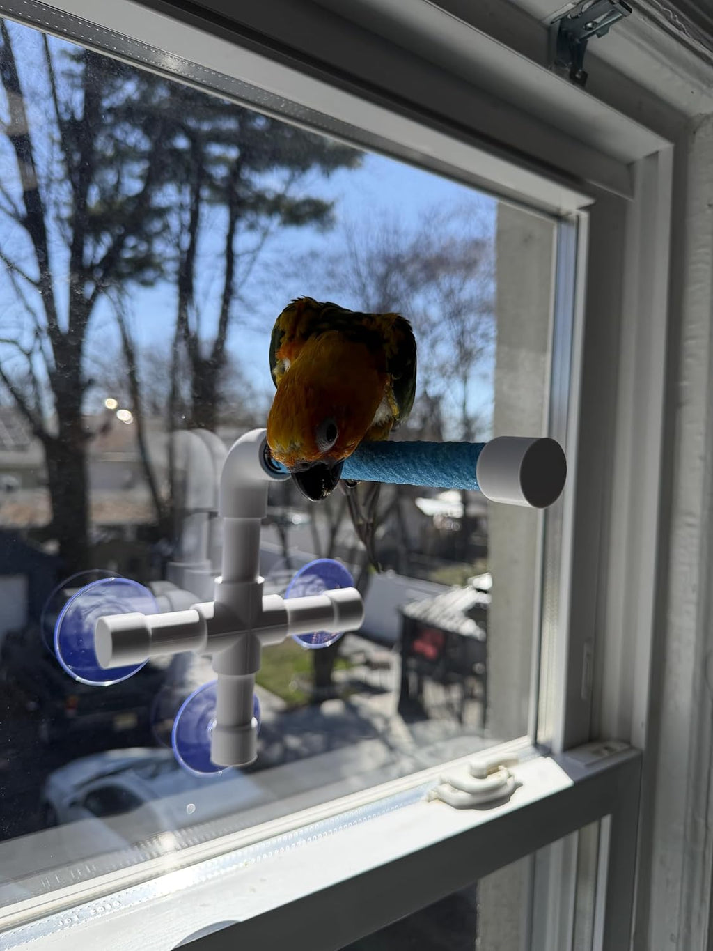 CleanPerch™ Window Bird Perch with Suction Cups. Grooming & Outside Viewing Perch for Parrots, Conures & Small Birds. Window-Mounted Bird Stand (Blue, 6")