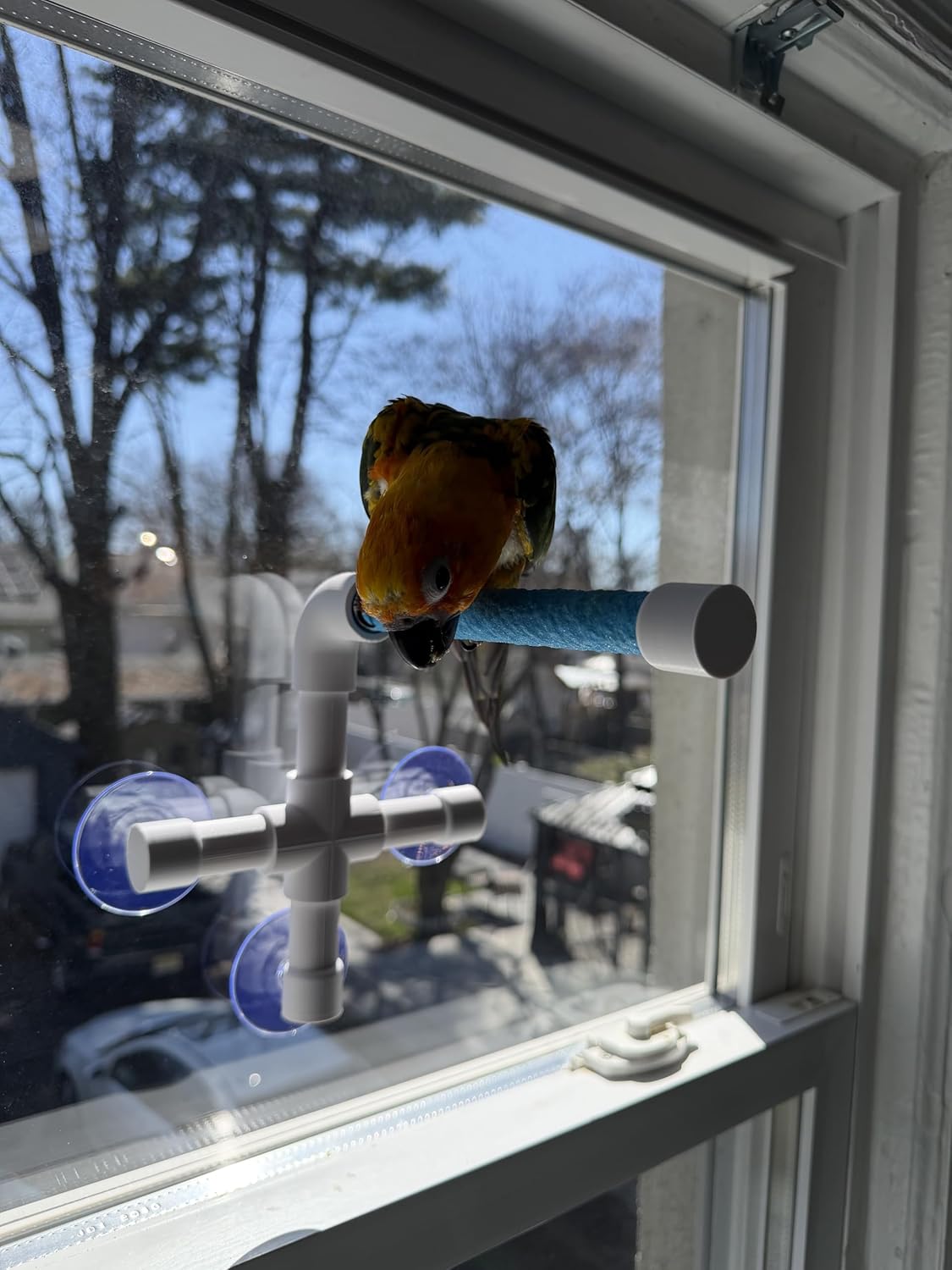 CleanPerch™ Window Bird Perch with Suction Cups. Grooming & Outside Viewing Perch for Parrots, Conures & Small Birds. Window-Mounted Bird Stand (Blue, 6")