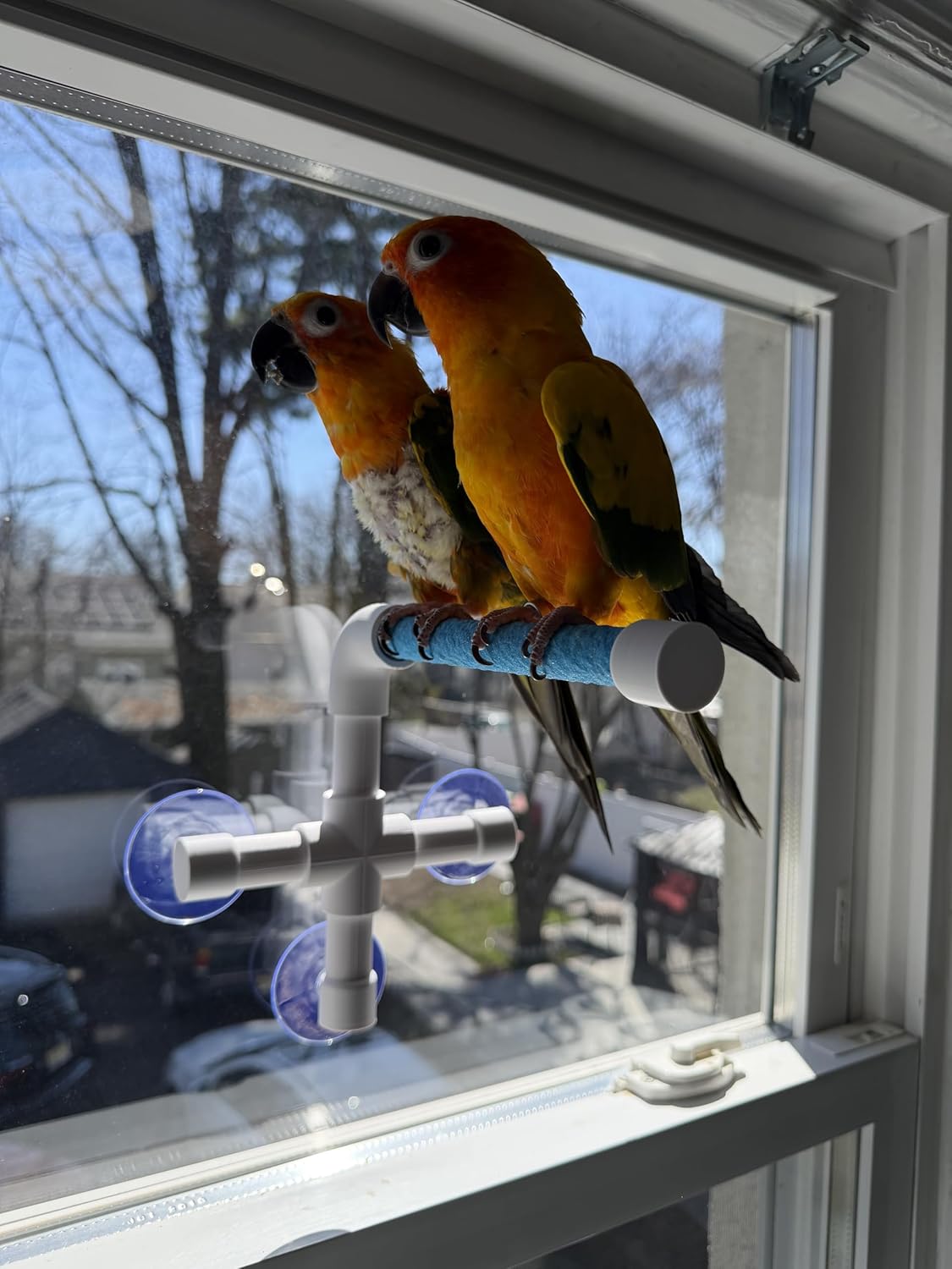 CleanPerch™ Window Bird Perch with Suction Cups. Grooming & Outside Viewing Perch for Parrots, Conures & Small Birds. Window-Mounted Bird Stand (Blue, 6")