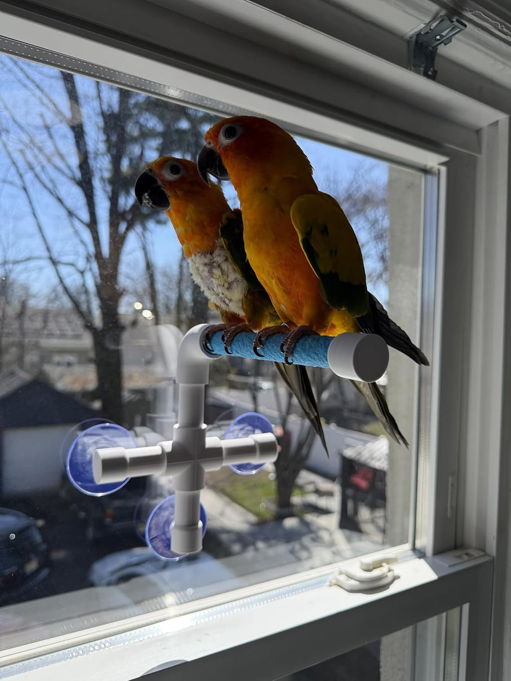 CleanPerch™ Window Bird Perch with Suction Cups. Grooming & Outside Viewing Perch for Parrots, Conures & Small Birds. Window-Mounted Bird Stand (Blue, 6")