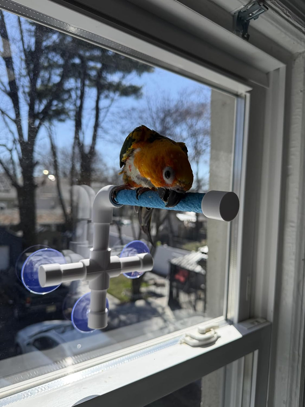 CleanPerch™ Window Bird Perch with Suction Cups. Grooming & Outside Viewing Perch for Parrots, Conures & Small Birds. Window-Mounted Bird Stand (Blue, 6")